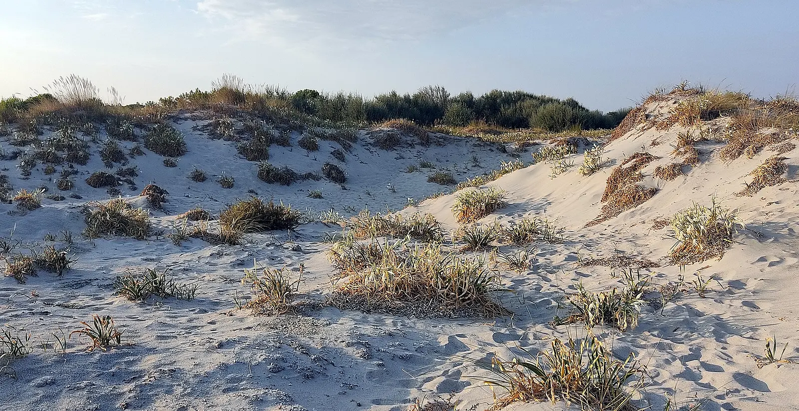 Sand dunes with sea lilies behind Keros beach