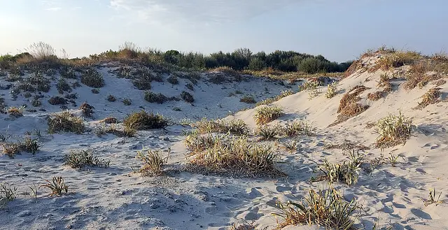 Sand dunes with sea lilies behind Keros beach