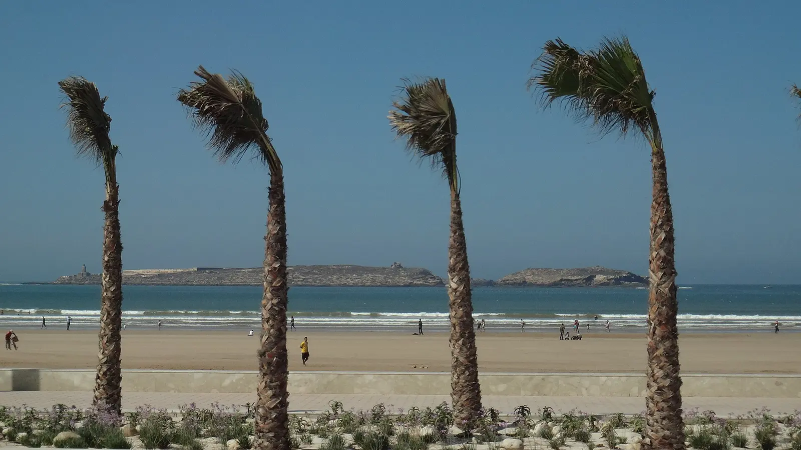 Wind-bent palms above Essaouira beach with the Mogador islands behind