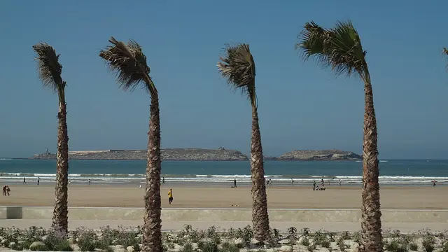 Wind-bent palms above Essaouira beach with the Mogador islands behind